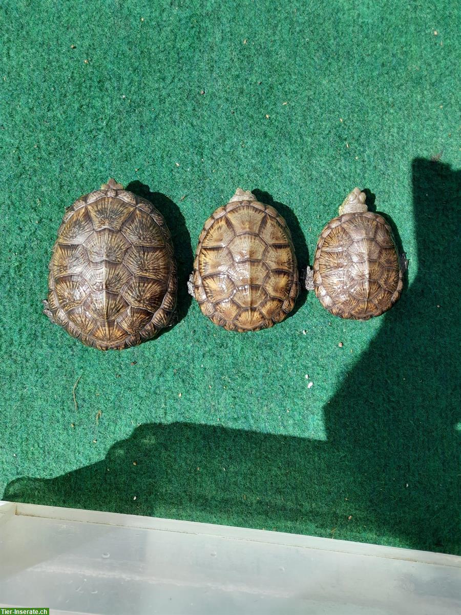 Bild 4: Europäische Sumpfschildkröten (Emys orbicularis) zu verkaufen