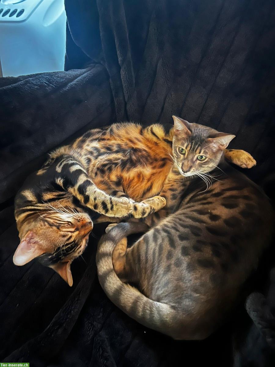 2 Bengal Kater (Habbrüder) zu verkaufen