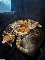2 Bengal Kater (Habbrüder) zu verkaufen