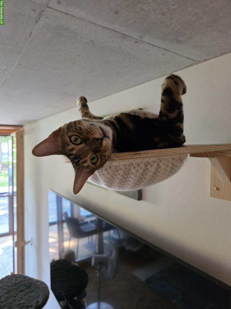 Bild 2: 2 Bengal Kater (Habbrüder) zu verkaufen