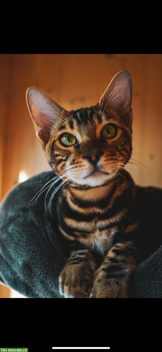 Bild 3: 2 Bengal Kater (Habbrüder) zu verkaufen