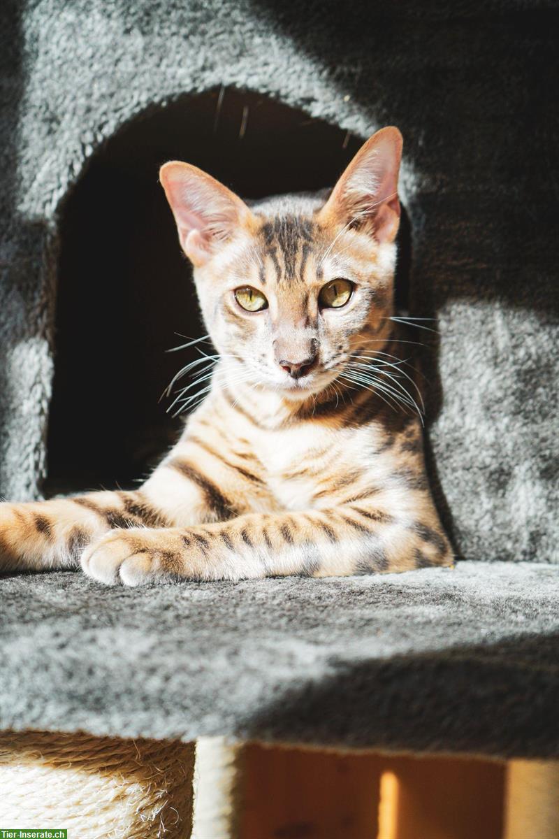 Bild 4: 2 Bengal Kater (Habbrüder) zu verkaufen