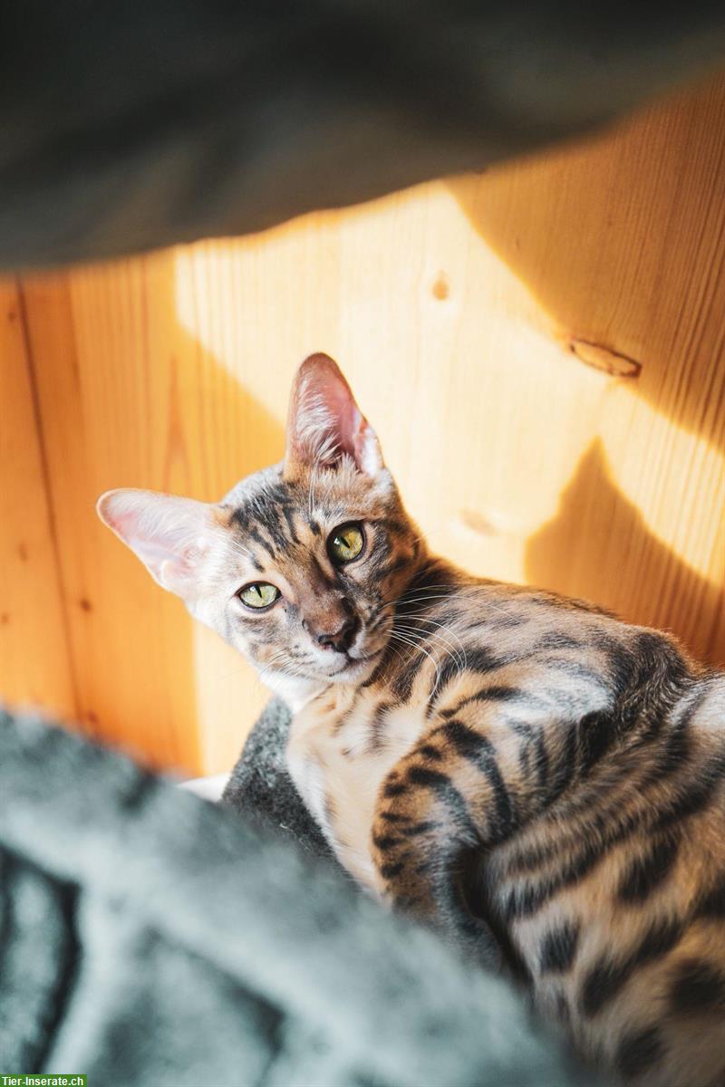 Bild 5: 2 Bengal Kater (Habbrüder) zu verkaufen