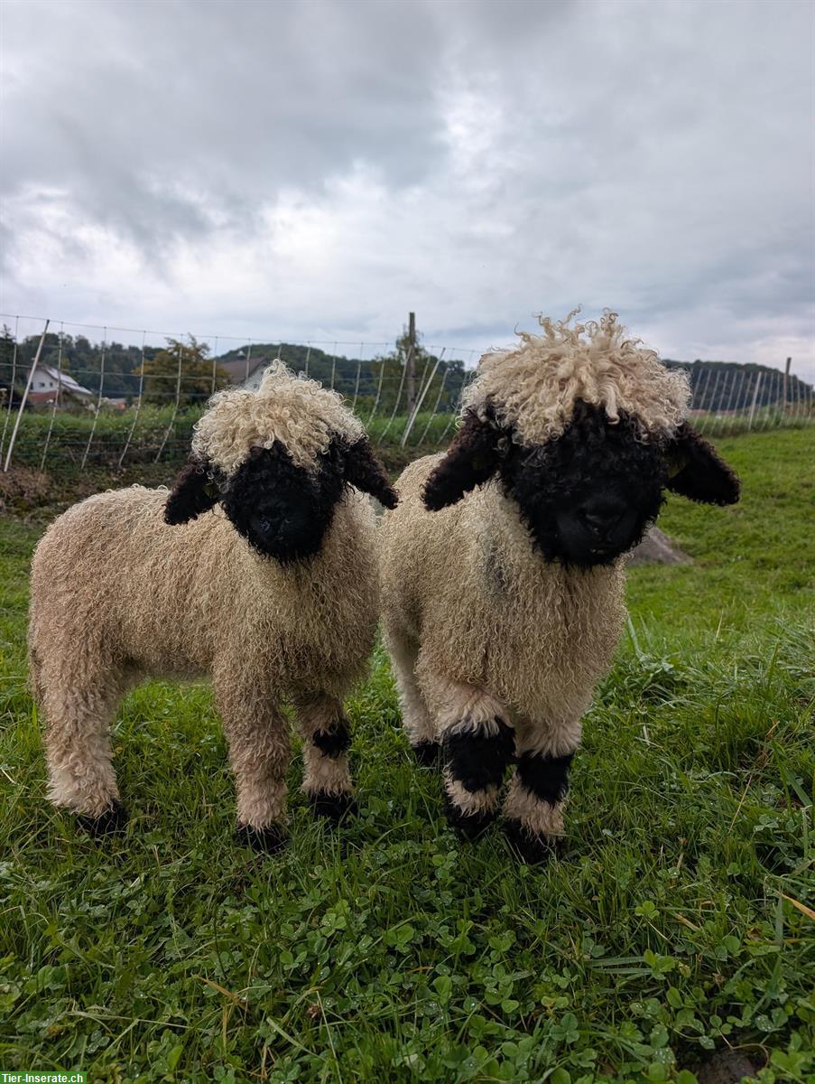Walliser Schwarznasenschaf - weibliche Jungtiere aus Biobetrieb
