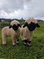 Walliser Schwarznasenschaf - weibliche Jungtiere aus Biobetrieb