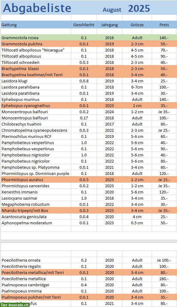 Diverse Vogelspinnen zu verkaufen