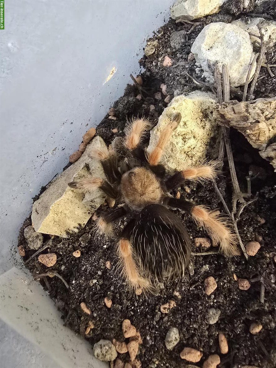 Bild 4: Diverse Vogelspinnen zu verkaufen