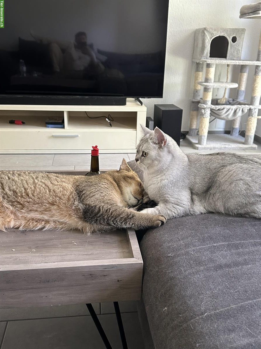 Britisch Kurzhaar Katzen Geschwister suchen ein Zuhause
