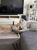Britisch Kurzhaar Katzen Geschwister suchen ein Zuhause