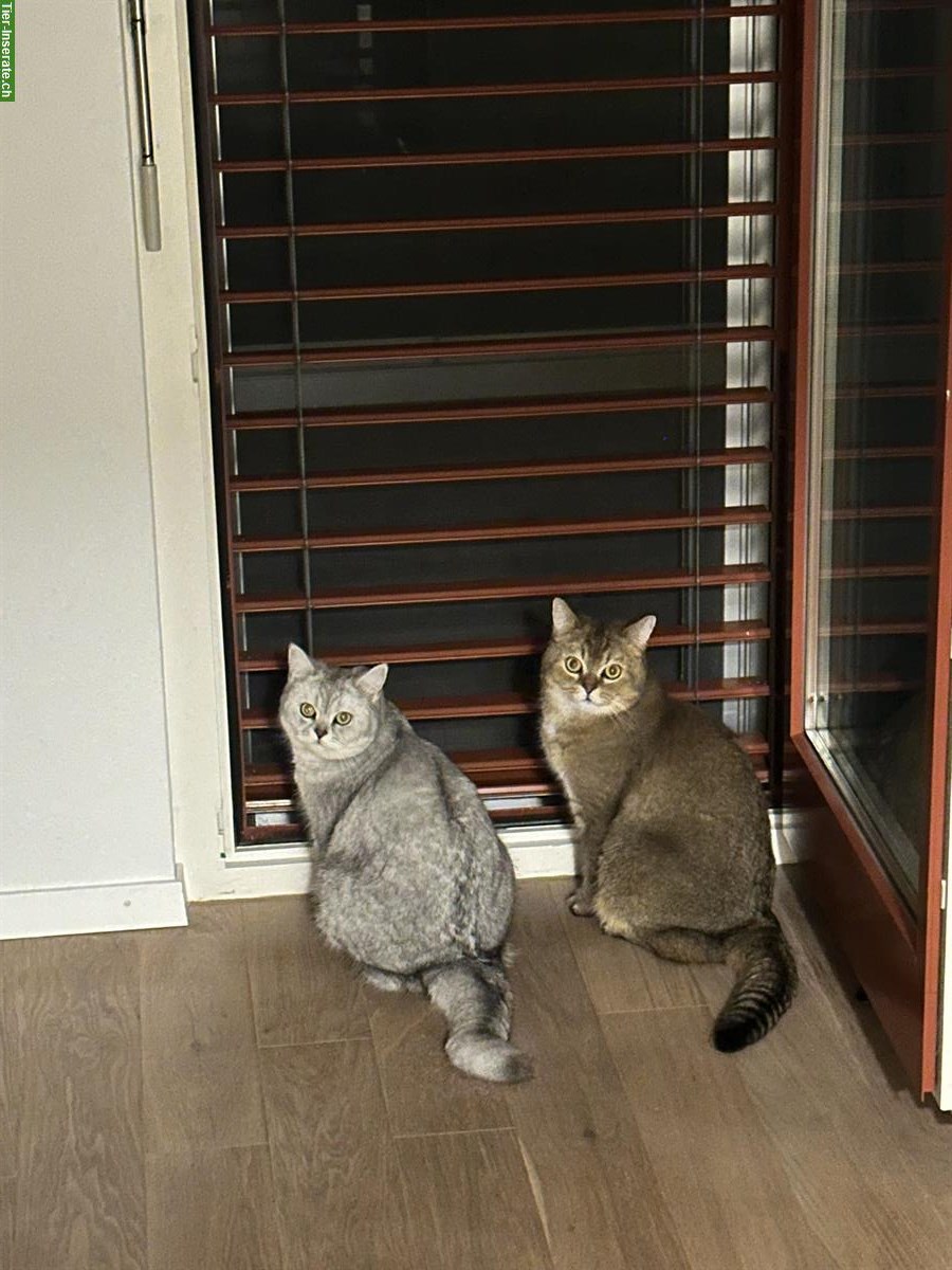 Bild 2: Britisch Kurzhaar Katzen Geschwister suchen ein Zuhause