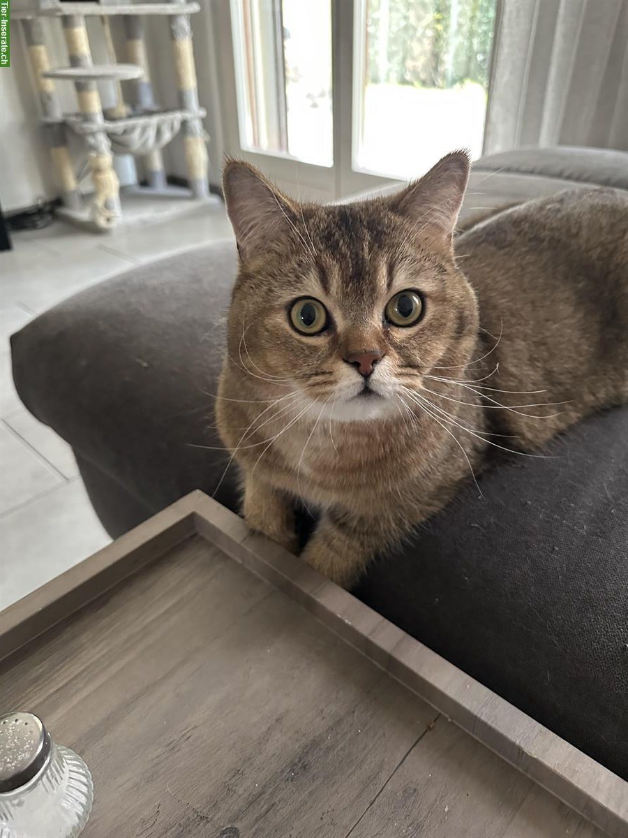 Bild 3: Britisch Kurzhaar Katzen Geschwister suchen ein Zuhause