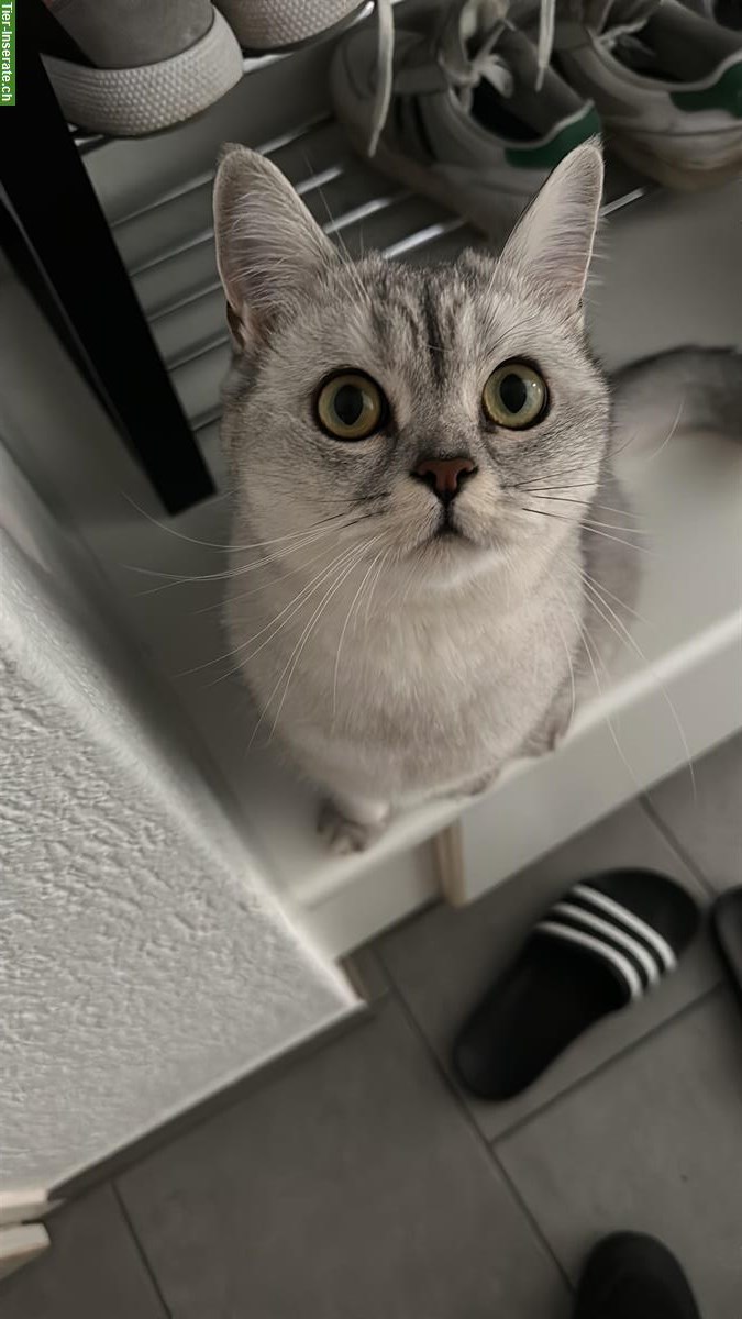 Bild 4: Britisch Kurzhaar Katzen Geschwister suchen ein Zuhause