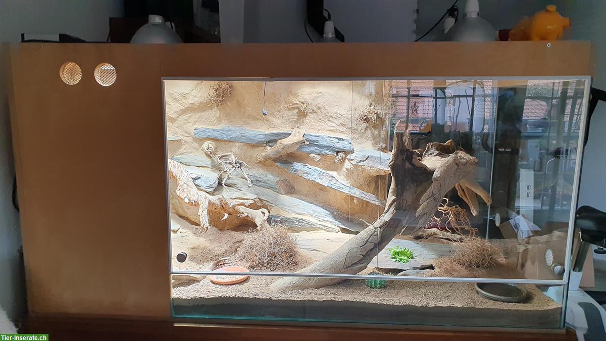 Wüsten Terrarium L 1,80m x H 92cm x T 80cm