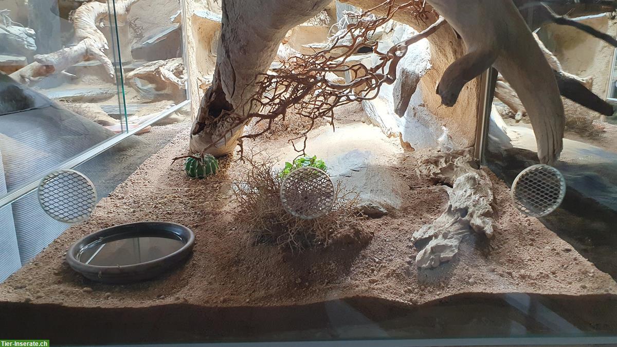 Bild 2: Wüsten Terrarium L 1,80m x H 92cm x T 80cm