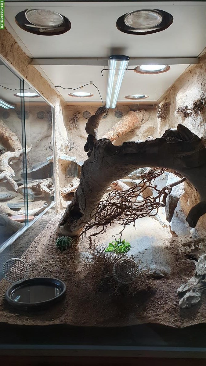 Bild 3: Wüsten Terrarium L 1,80m x H 92cm x T 80cm