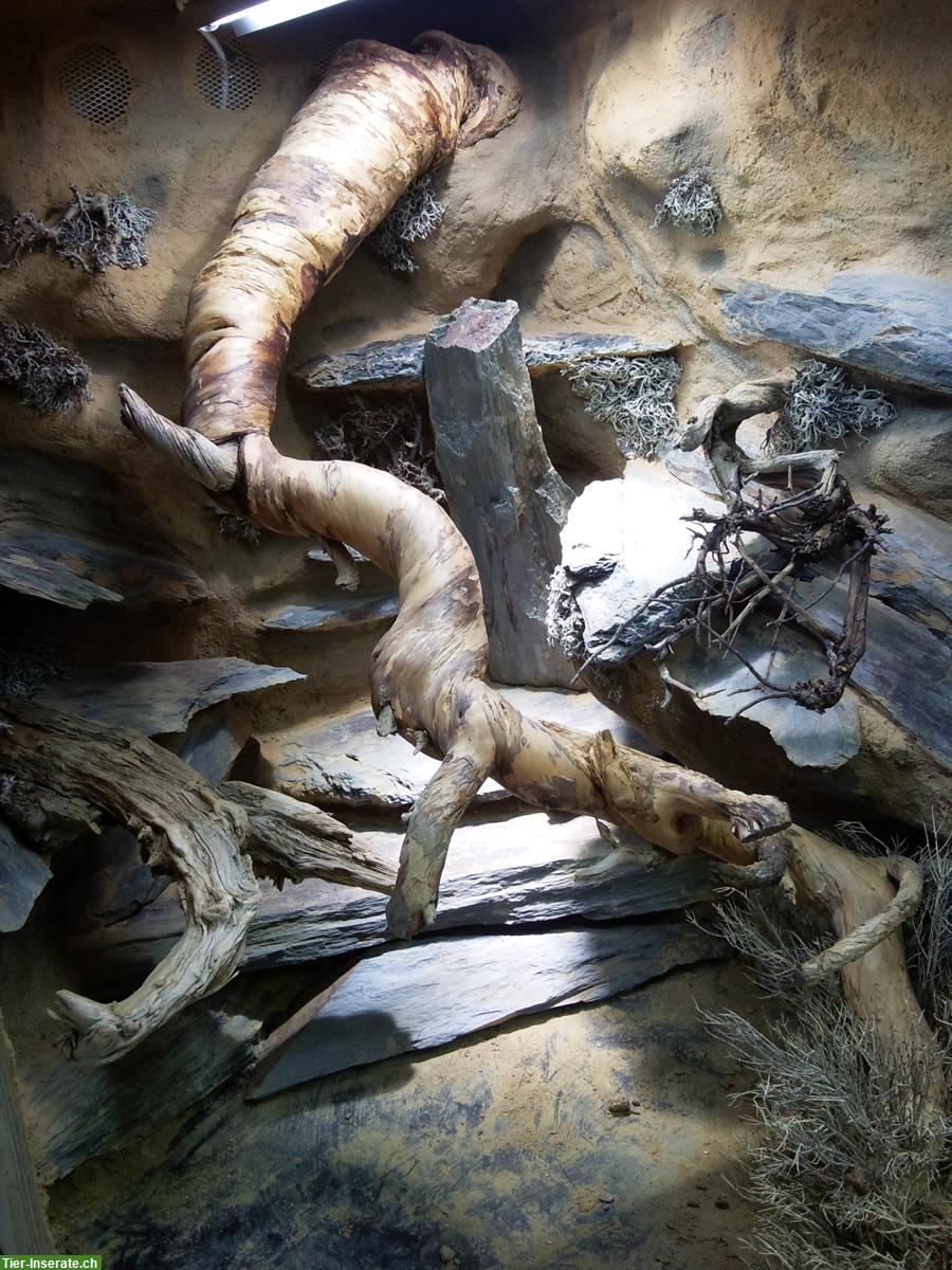 Bild 5: Wüsten Terrarium L 1,80m x H 92cm x T 80cm