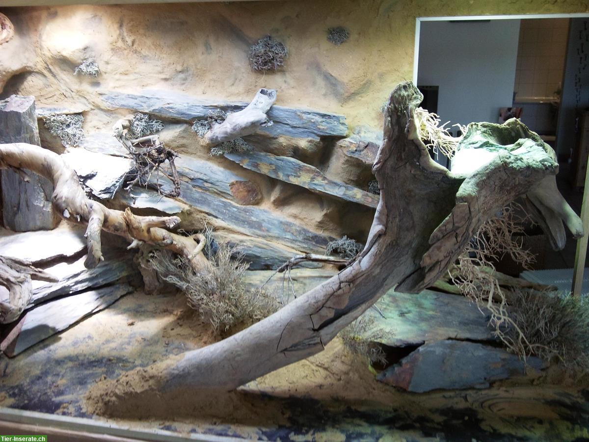 Bild 6: Wüsten Terrarium L 1,80m x H 92cm x T 80cm