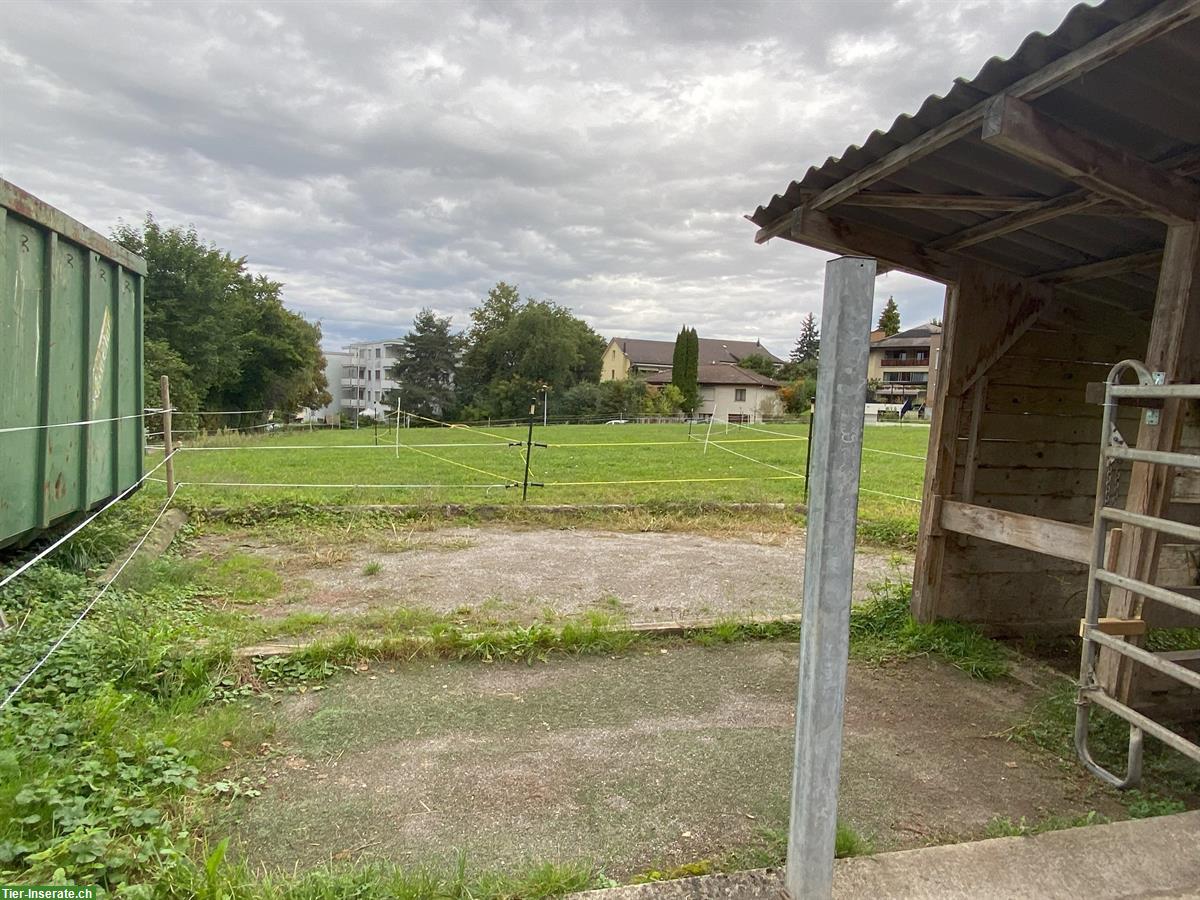 Bild 3: Teilversorger für 2 Pferde in Uster im ZH-Oberland