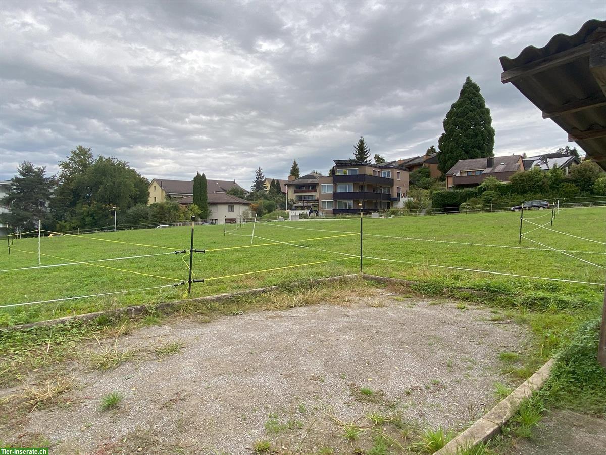 Bild 4: Teilversorger für 2 Pferde in Uster im ZH-Oberland