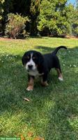 Grosser Schweizer Sennenhund Welpen zu verkaufen