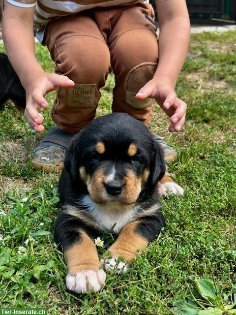 Bild 10: Grosser Schweizer Sennenhund Welpen zu verkaufen