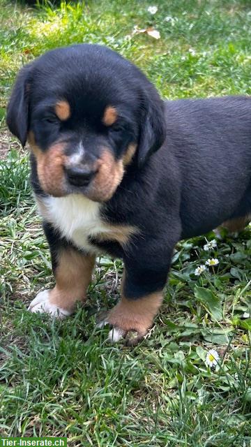 Bild 2: Grosser Schweizer Sennenhund Welpen zu verkaufen