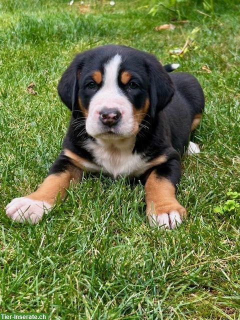 Bild 4: Grosser Schweizer Sennenhund Welpen zu verkaufen