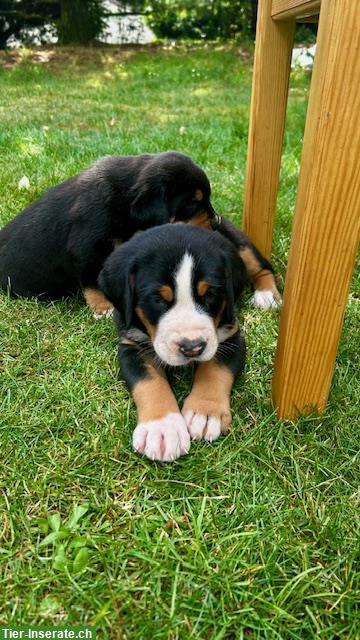 Bild 6: Grosser Schweizer Sennenhund Welpen zu verkaufen