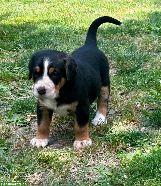 Bild 8: Grosser Schweizer Sennenhund Welpen zu verkaufen