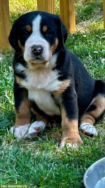 Bild 9: Grosser Schweizer Sennenhund Welpen zu verkaufen