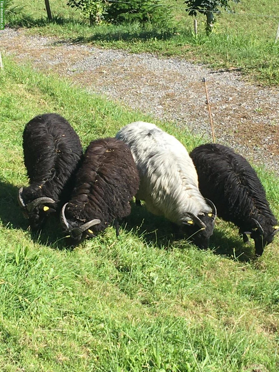 Verkaufe Heidschnucken Schafböckli