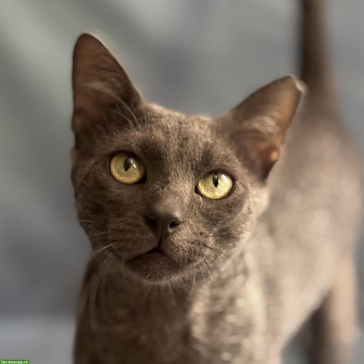 Kater Grey 🐱 sehr süß & anhänglich, sucht liebes Zuhause