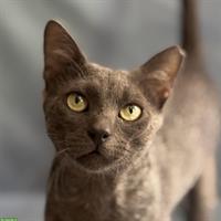 Kater Grey 🐱 sehr süß & anhänglich, sucht liebes Zuhause