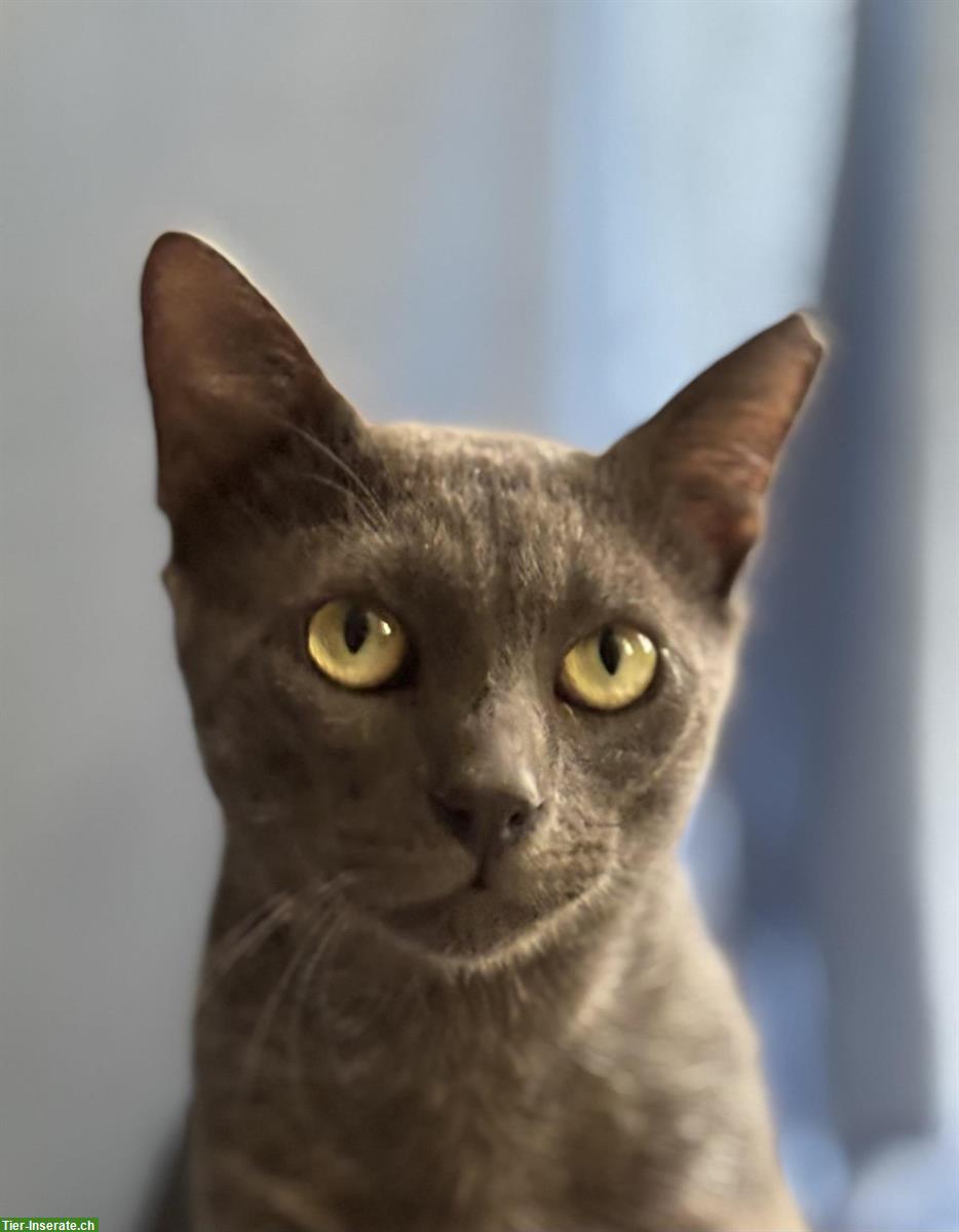 Bild 2: Kater Grey 🐱 sehr süß & anhänglich, sucht liebes Zuhause