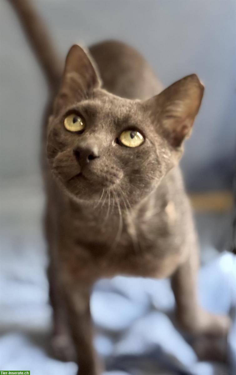 Bild 4: Kater Grey 🐱 sehr süß & anhänglich, sucht liebes Zuhause