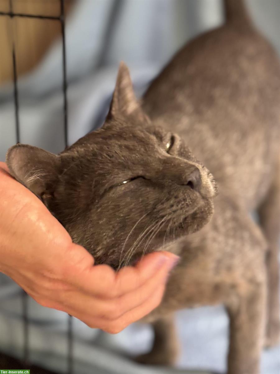 Bild 5: Kater Grey 🐱 sehr süß & anhänglich, sucht liebes Zuhause