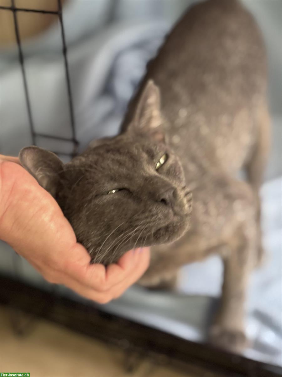 Bild 6: Kater Grey 🐱 sehr süß & anhänglich, sucht liebes Zuhause