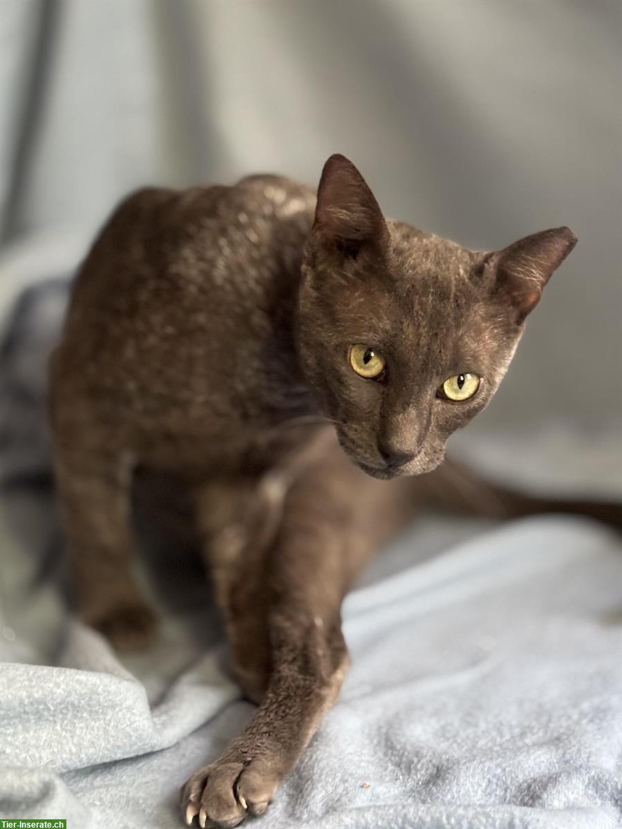 Bild 7: Kater Grey 🐱 sehr süß & anhänglich, sucht liebes Zuhause