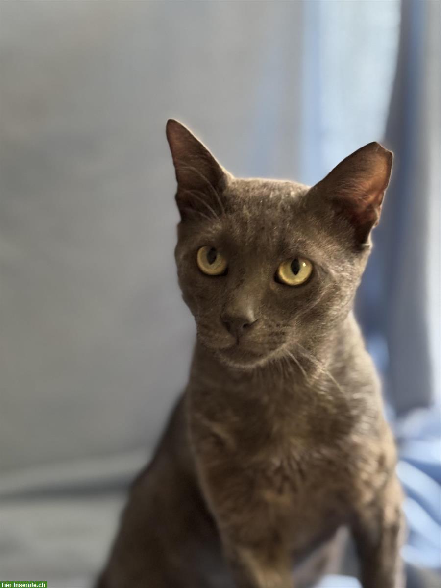 Bild 8: Kater Grey 🐱 sehr süß & anhänglich, sucht liebes Zuhause