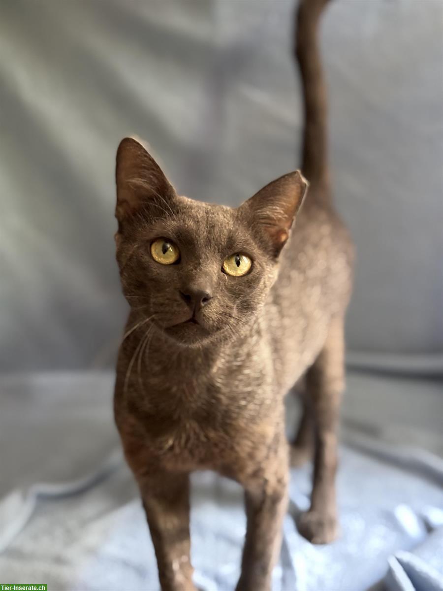Bild 9: Kater Grey 🐱 sehr süß & anhänglich, sucht liebes Zuhause
