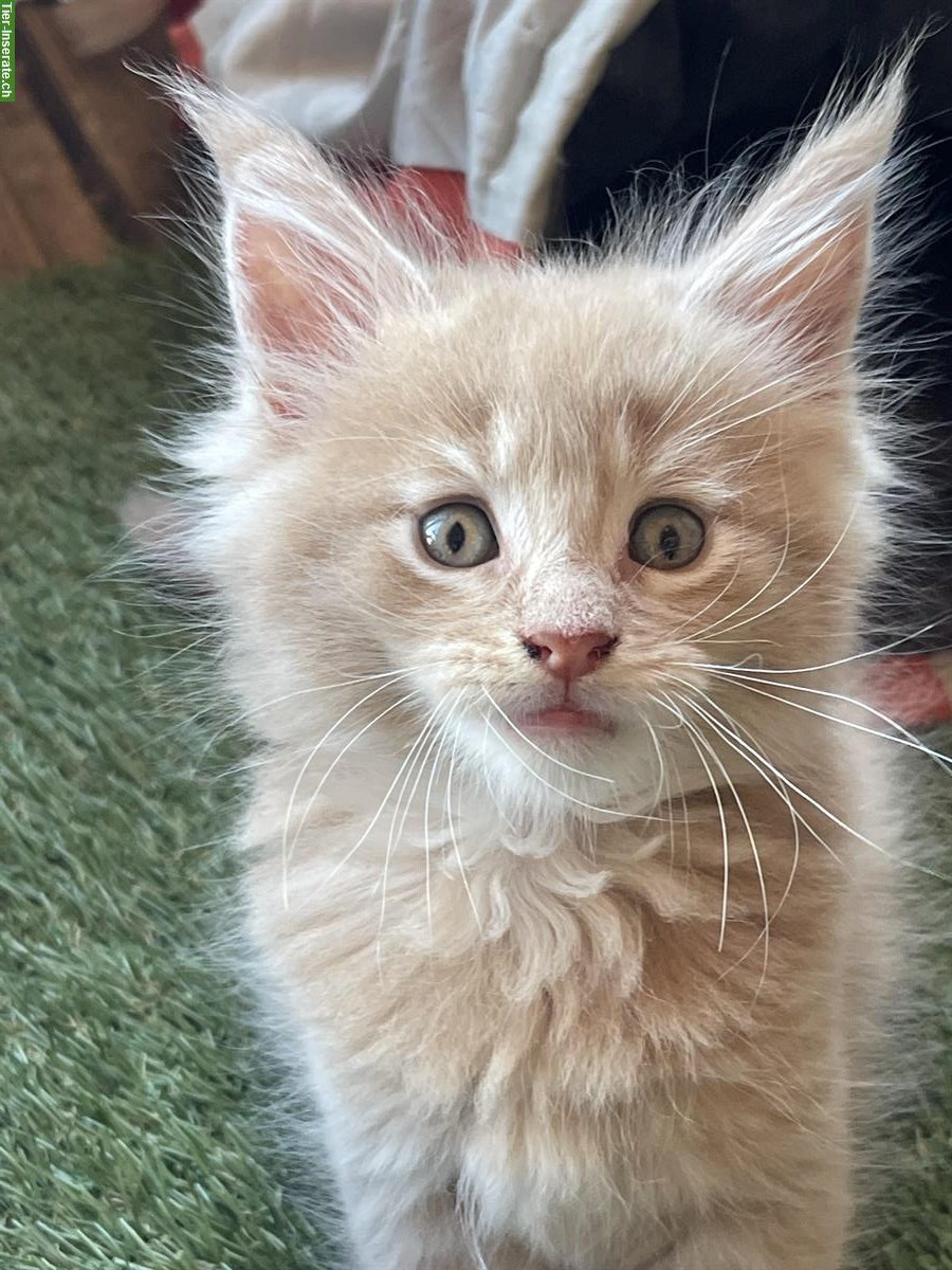 Maine Coon Bueb sucht noch ein Zuhause