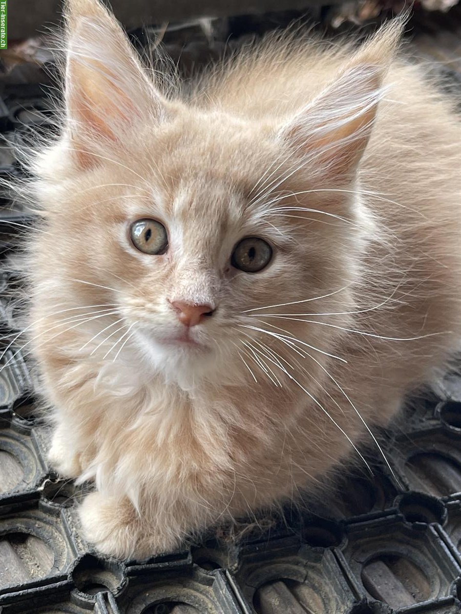 Bild 2: Maine Coon Bueb sucht noch ein Zuhause