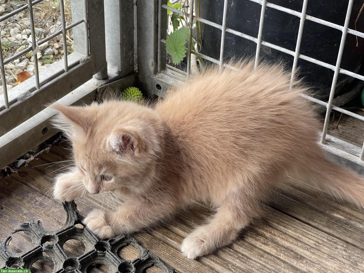 Bild 4: Maine Coon Bueb sucht noch ein Zuhause