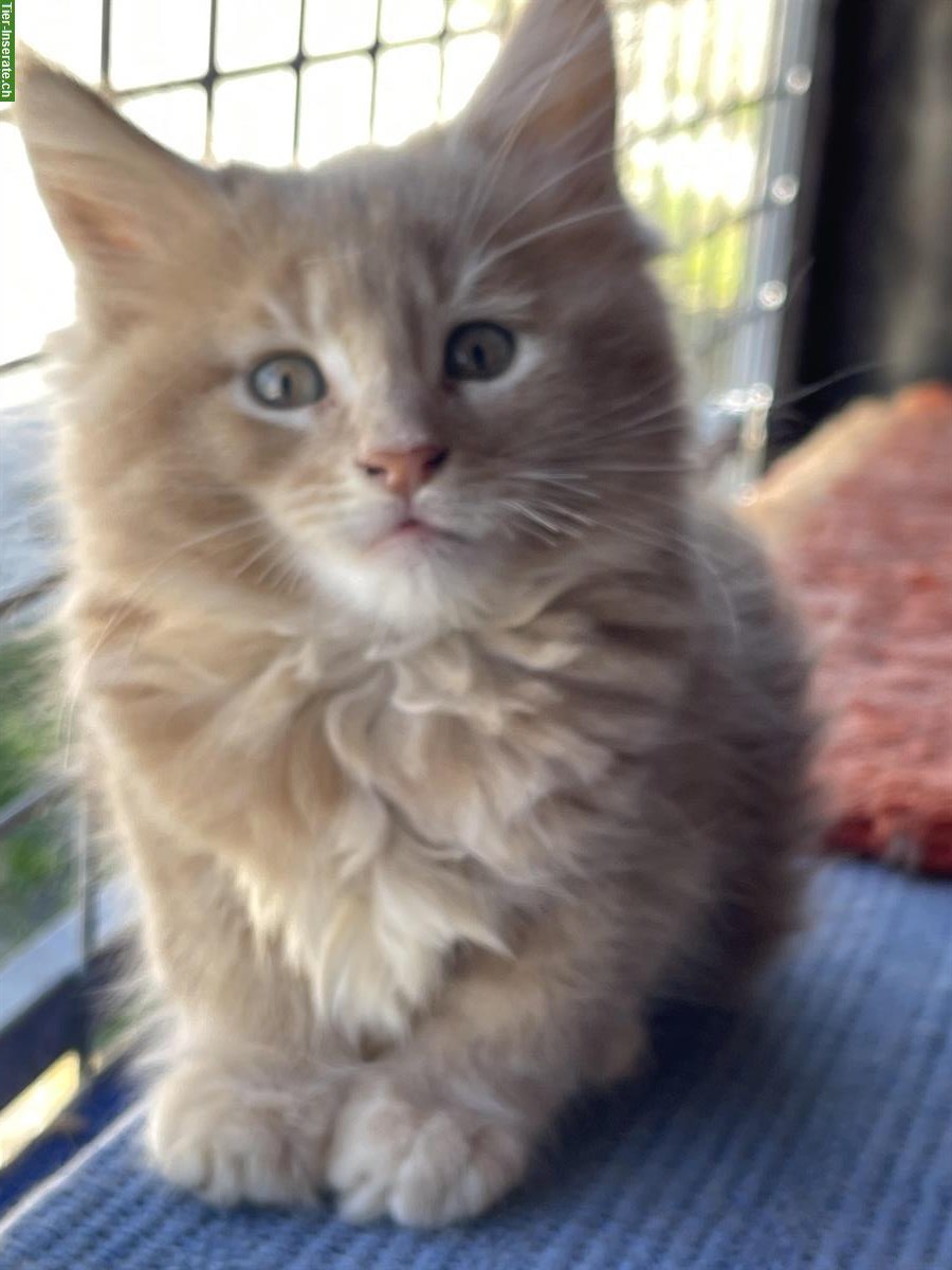 Bild 5: Maine Coon Bueb sucht noch ein Zuhause