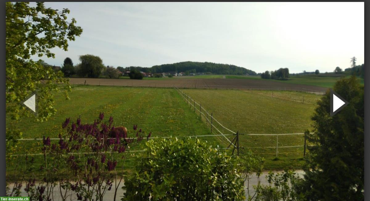 Bild 5: Freie Auslaufbox in Vinelz BE