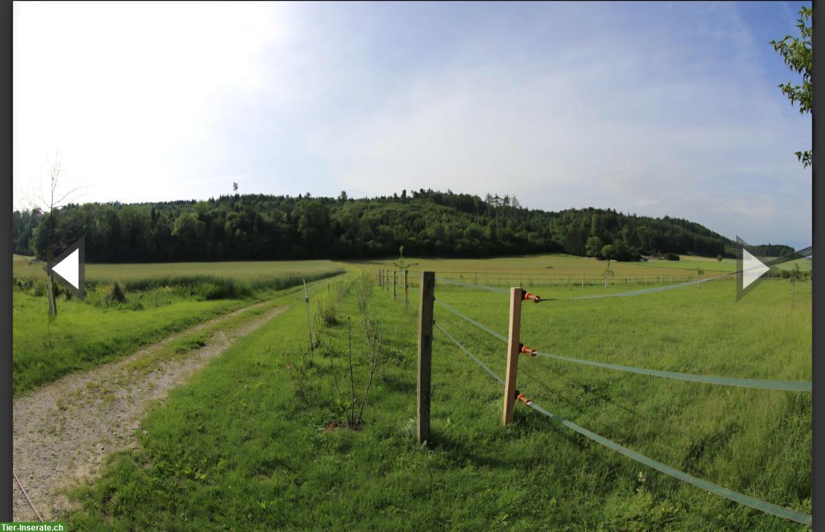 Bild 8: Freie Auslaufbox in Vinelz BE