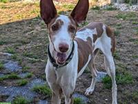 Rüde Pepino 🐶 sanfter Herzenshund auf leisen Pfoten