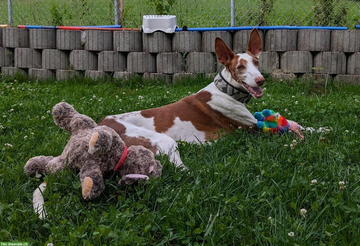 Bild 4: Rüde Pepino 🐶 sanfter Herzenshund auf leisen Pfoten