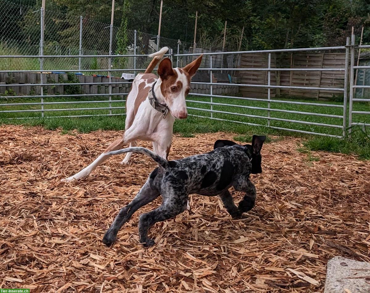 Bild 5: Rüde Pepino 🐶 sanfter Herzenshund auf leisen Pfoten