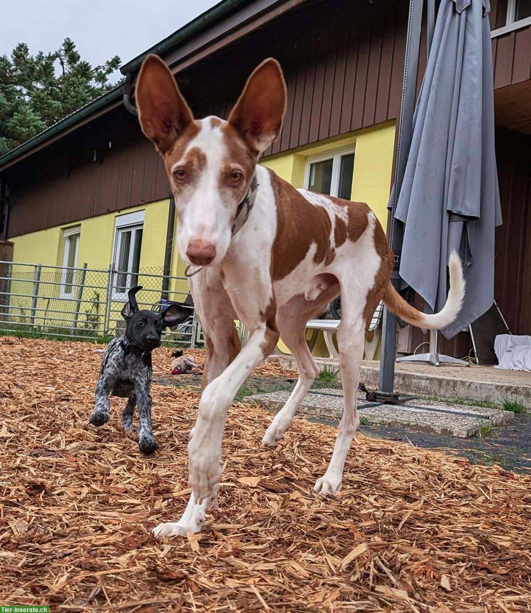 Bild 8: Rüde Pepino 🐶 sanfter Herzenshund auf leisen Pfoten